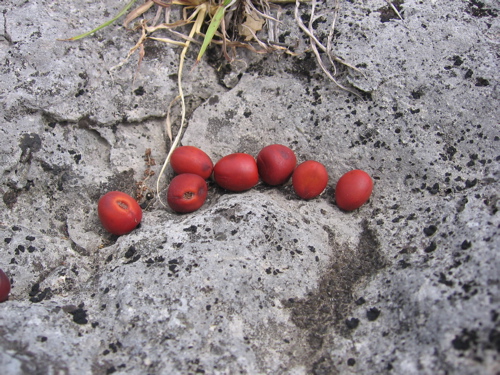 mountain laurel beans.jpg